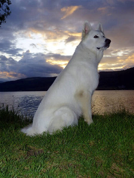 Weißer Schweizer Schäferhund Shamrock Shepherds' Donnerwetter